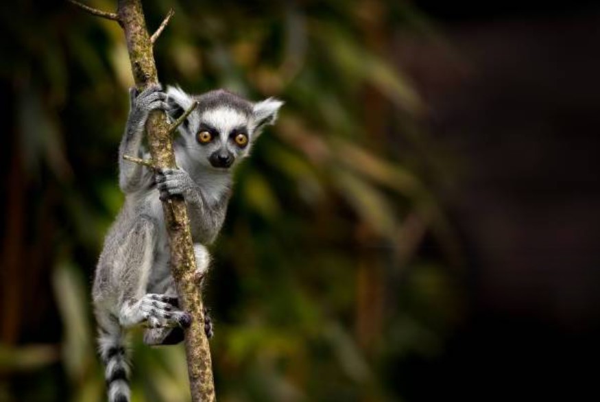 Imágen de ejemplo de la fauna de Madagascar