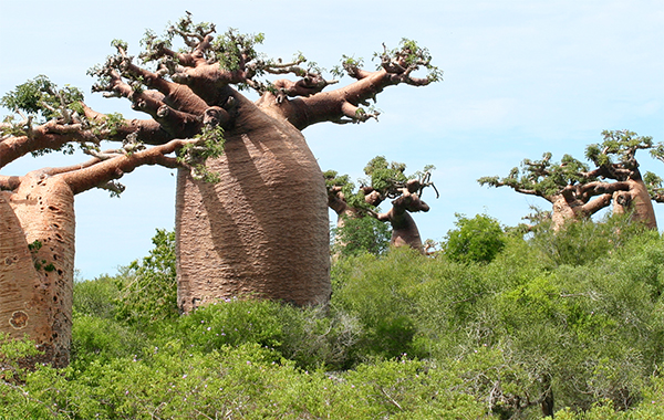Imágen de ejemplo de la flora de Madagascar