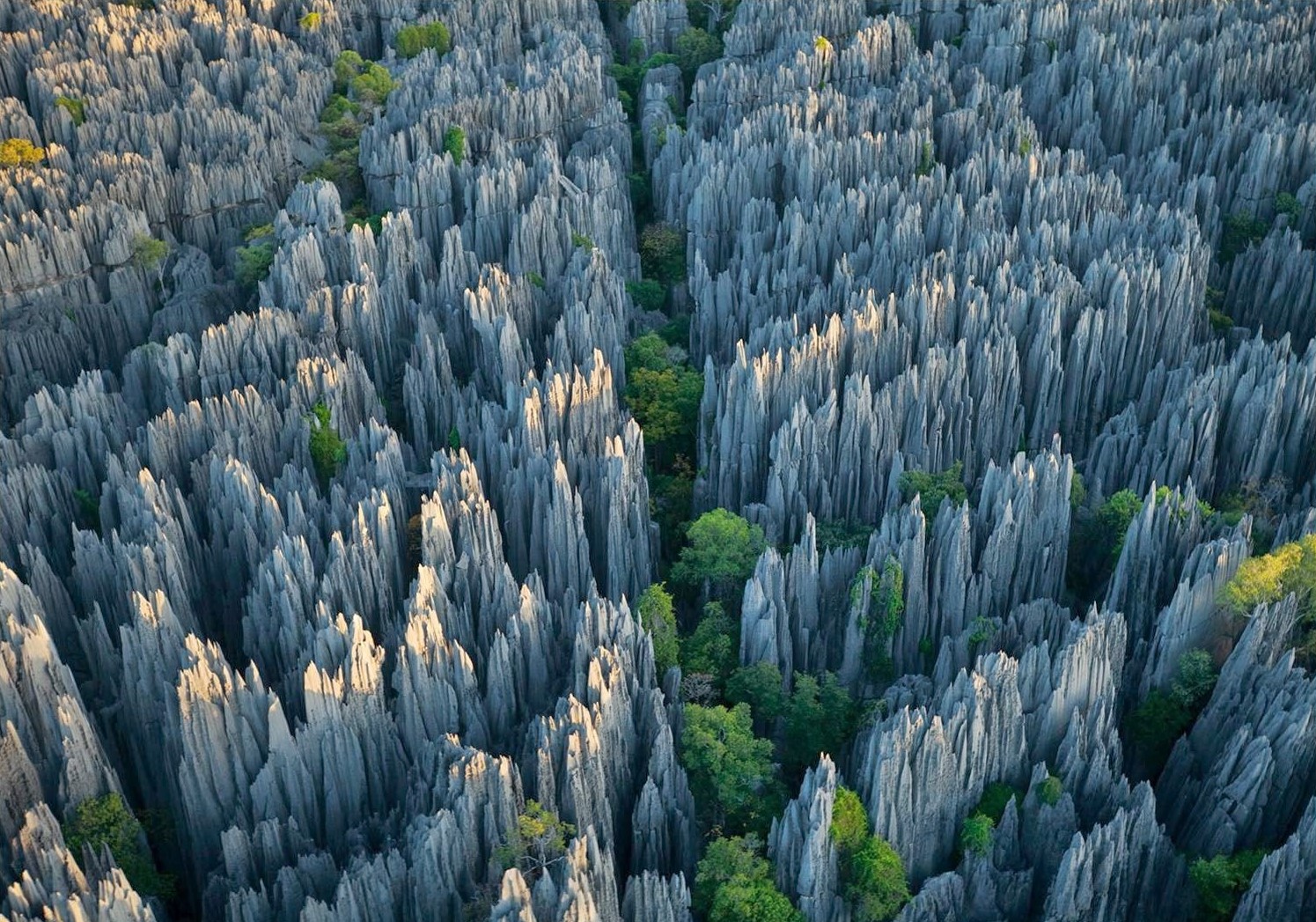 Imágen de ejemplo de la flora de Madagascar